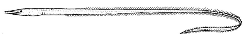  Serrivomer samoensis