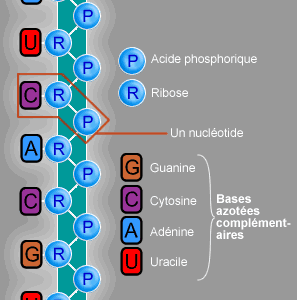 Structure moléculaire de l'acide ribonucléïque - La curcine a une activité rRNA N-glycosidase, et clive spécifiquement les liaisons glycosidiques ribose-adénine du rRNA.