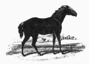  Tarpan (Equus ferus gmelini)Dessin de Borisov, 1841