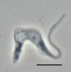  Trypanosoma brucei brucei (TREU667)La ligne noire représente 10 µm.