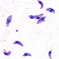  Le parasite : Toxoplasma gondii