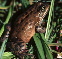  Rana pretiosa