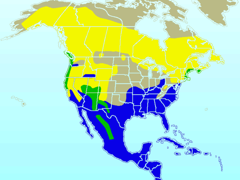 Yellow-rumped Warbler-rangemap.gif